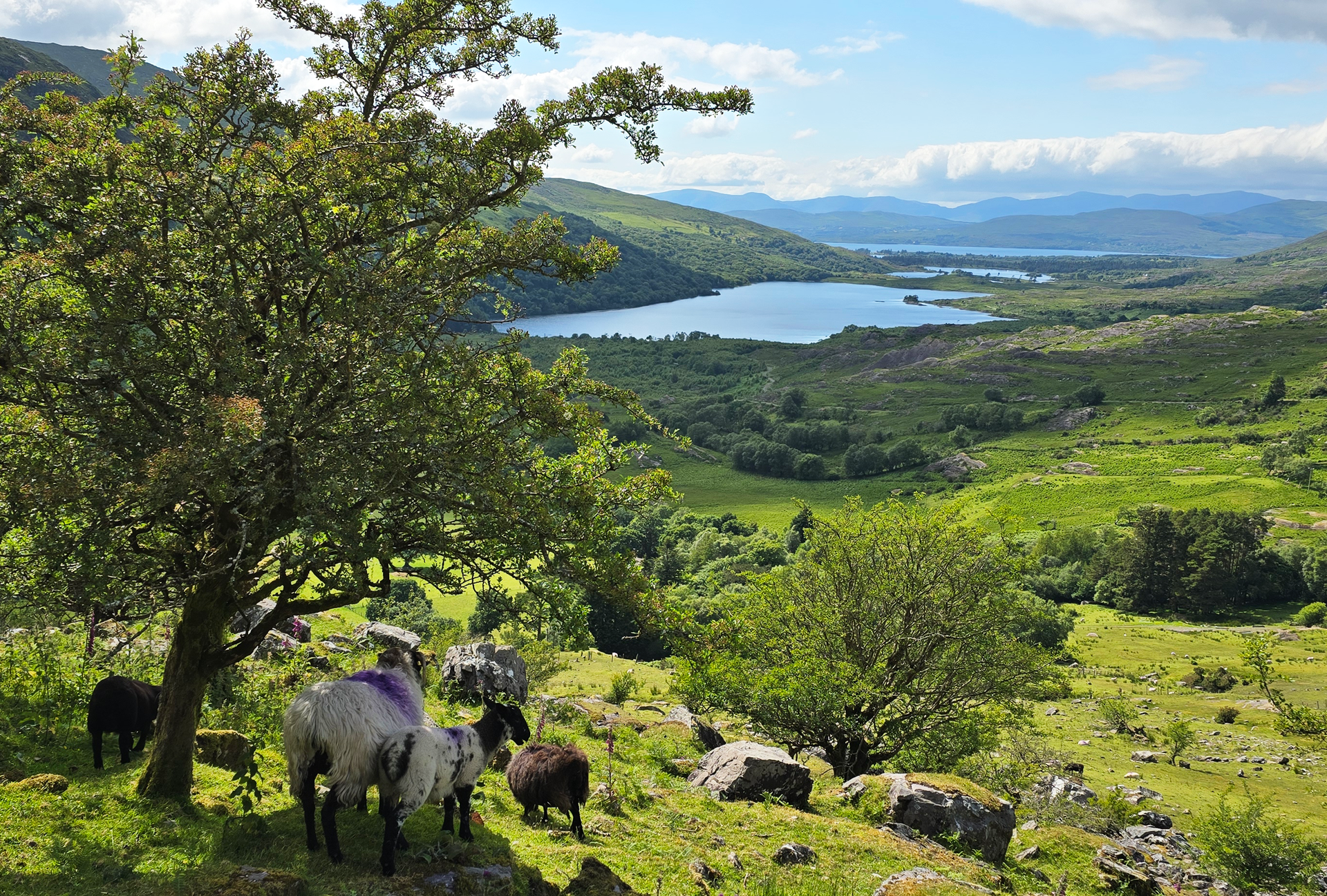 Banner Zuidwest Ierland